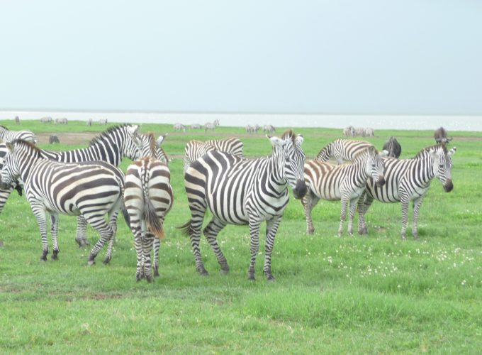 Kilimanjaro Climbing and Tanzania Safaris