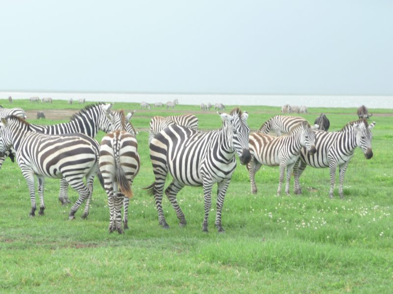 Kilimanjaro Climbing and Tanzania Safaris