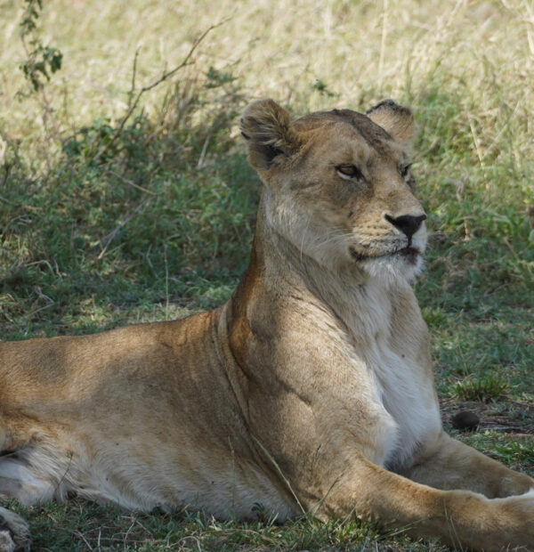 5 Days Tanzania Big 5 Safari