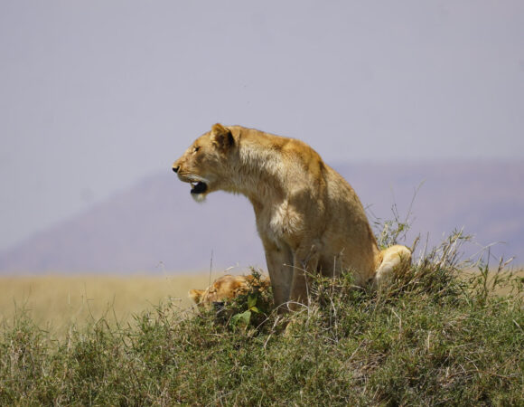 How many days should I spend in Serengeti?