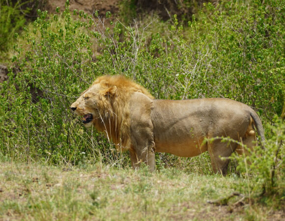 10 Reasons to go on Safari in Tanzania?
